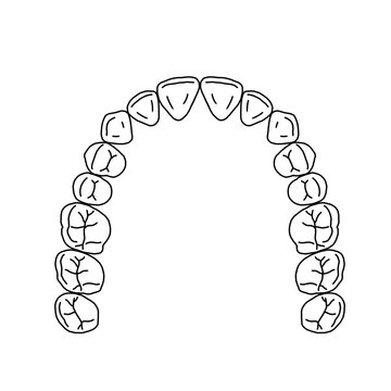 Detailed medical diagram of human maxillary dental arch drawn by a professional dental technician