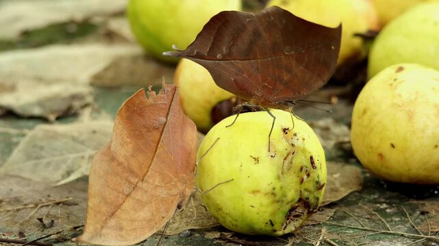 Closeup realtime wildlife footage showing a dead leaf butterfly, Kallima inachus, feeding on a ripe fallen guava fruit on the forest floor during humid monsoon daytime in Himachal Pradesh India.
