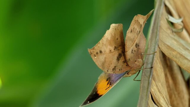 Closeup real time wildlife footage of orange oakleaf butterfly Kallima inachus feeding while resting on a dry banana leaf in natural habitat during humid monsoon daytime in Himachal Pradesh India.