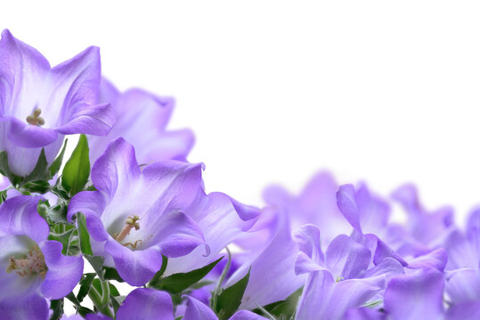Studio shot of light purple campanula bluebell flowers isolated on pure white or transparent background