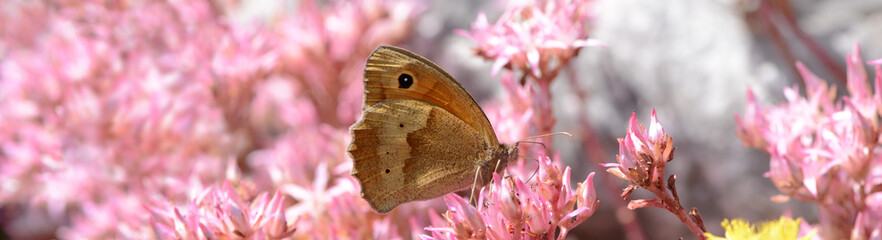 Schmetterling 1408 © K.-U. Häßler