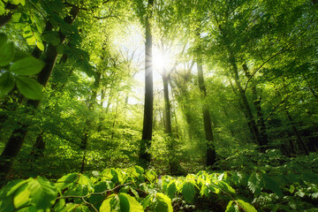 Uplifting forest view with green beech trees illuminated by beams of beautiful sunlight. A tranquil...