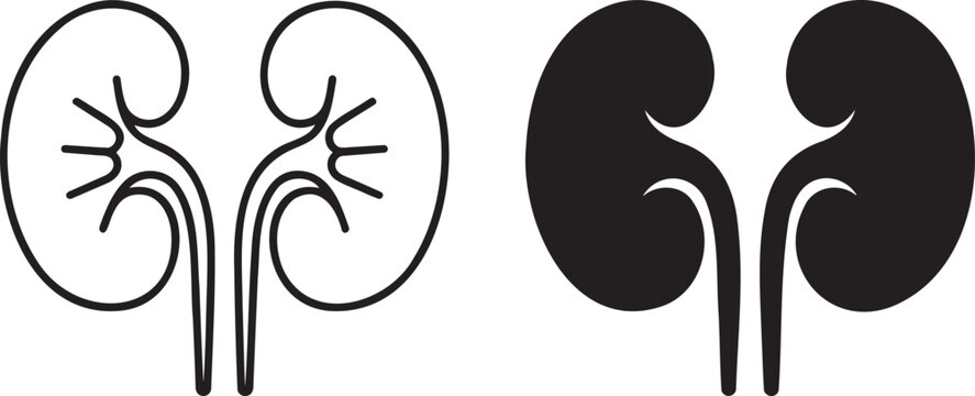 Human kidney silhouette & outline set isolated on transparent background 