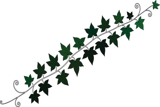 Decorative Green Ivy Vine Divider Element with Detailed Leaves for Ornamental Borders, Nature Inspired Layouts, Wedding Stationery, and Botanical Graphic Projects