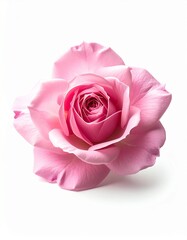 Fototapeta premium Rosa rosa en plena floración aislada sobre fondo blanco neutro con iluminación de estudio. Imagen delicada y elegante que simboliza amor, ternura y belleza natural.