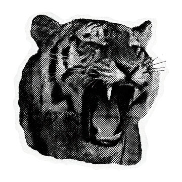PNG Roaring tiger vintage illustration.