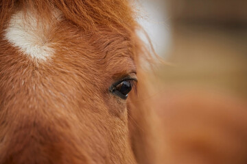 Close-up of a brown horse's eye