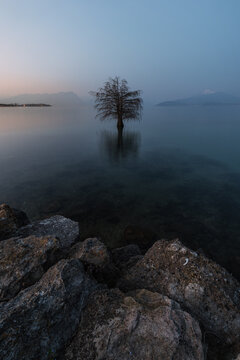 Cipresso Calvo