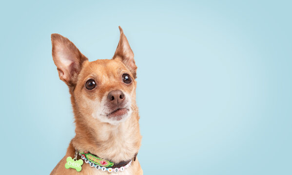 Small dog on blue background. Cute Chihuahua with collar and name tag looking at camera with a smirk. Attitude or sassy emotion. Headshot of senior dog. Female short hair Chihuahua. Selective focus.