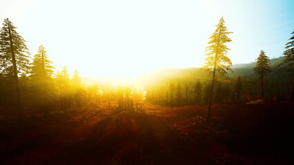 Naklejka premium Golden sunset over pine forest valley, soft amber light pouring across meadow, long tree silhouettes cutting into bright sky, warm sun rays filtering