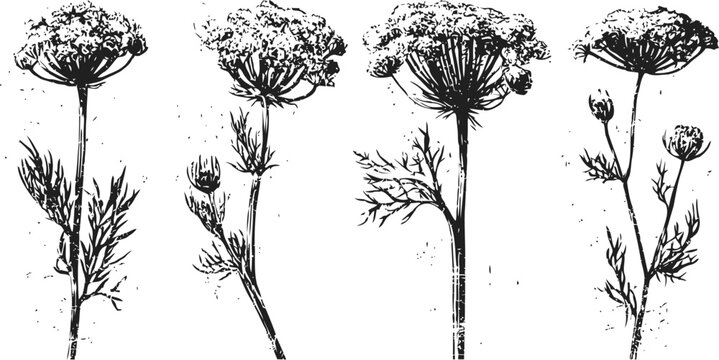 Vintage botanical illustration of flowering dill plants with detailed leaves and umbels