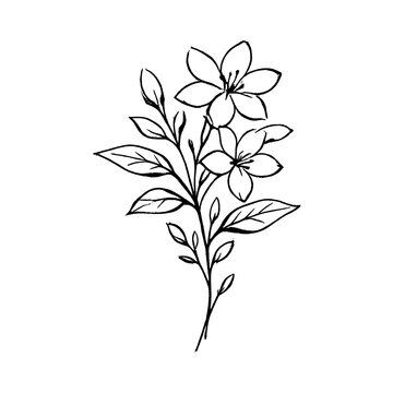PNG Elegant floral line art illustration.