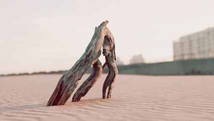 Tall driftwood stands on a serene beach, creating an artistic silhouette against soft golden sand. The sun sets in the background, giving a warm glow to the scene. © icetray