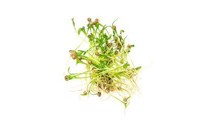 Naklejka premium Microgreen coriander isolate on a white background. Selective focus.