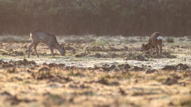 A couple of roe deer (Capreolus capreolus) graze in a clearing at dawn on a late winter day. Isonzo river mouth nature reserve, Isola della Cona, Friuli Venezia Giulia, Italy.