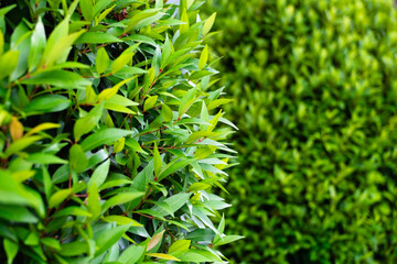 Fototapeta premium Bright green leaves of a lush hedge bathed in warm sunlight. The natural foliage forms a textured background with soft bokeh blurring the scene. This plant growth offers a fresh outdoor ambiance.