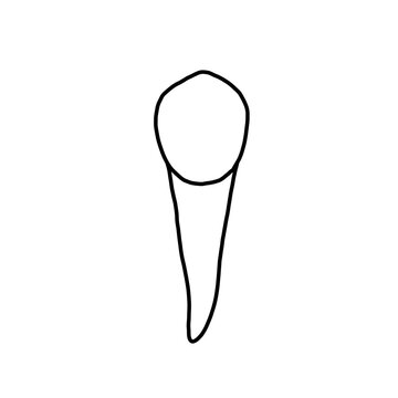 Anatomy of human tooth 25, US #13, maxillary left second premolar drawn by a professional dental technician