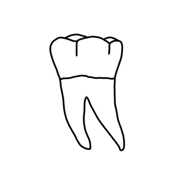 Anatomy of human tooth 36, US #19, mandibular left first molar drawn by a professional dental technician
