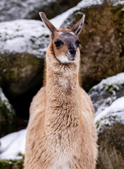 Fototapeta premium Adorable Alpaca Portrait Outdoors In Winter