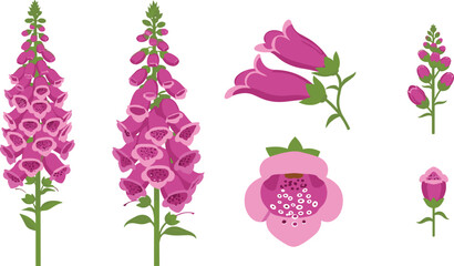 Foxglove Flower Botanical Collection Pink Digitalis Vector Illustration Set © MstFarida