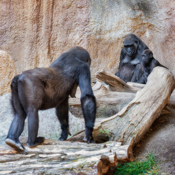 Ein  Gorillam&auml;nchen geht auf ein Gorillaweibchen und ein Jungtier die vor einer Felswand sitzen zu