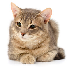 Obraz premium Beautiful striped tabby cat lying isolated on white background looking aside
