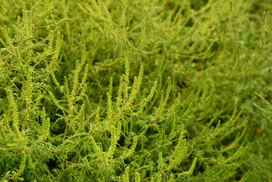 Green ambrosia artemisiifolia plants blooming in summer field