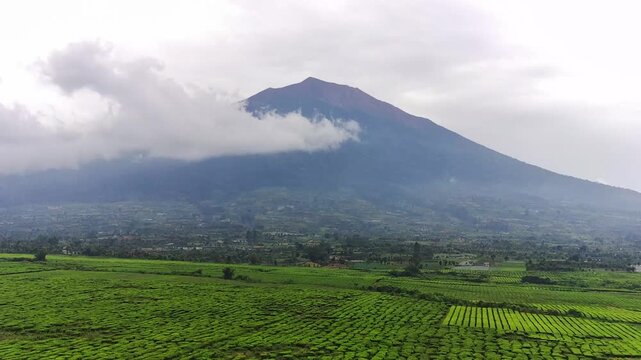 Panorama of Mount Kerinci in the afternoon with a stretch of tea plantations at the foot of the green mountain that is pleasing to the eye