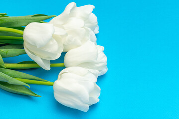 Fototapeta premium White Tulips on Vibrant Blue Background: Minimalist Floral Still Life Photography