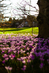 Obraz premium crocus flowers in the park