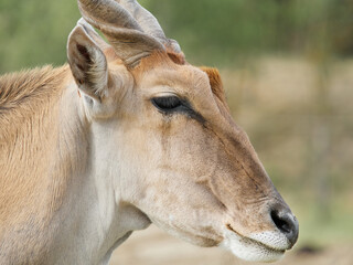 Antelope profile portrait with long horns and blurred natural background © denisapro