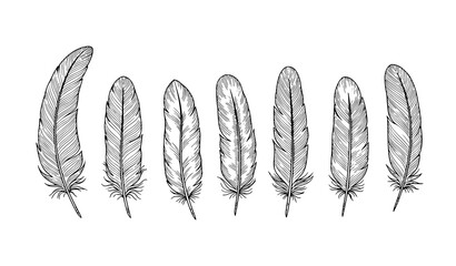 Hand drawn feather collection vector with seven detailed bird feathers in minimalist ink sketch style isolated on white background © Rimu