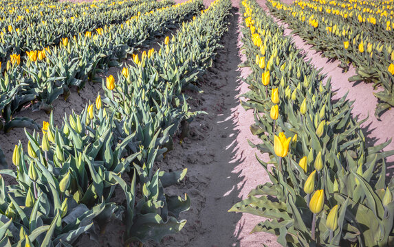 Yellow-flowering tulips in converging rows in the field of a specialized Dutch flower bulb grower. The photo was taken on a sunny day in the spring season.