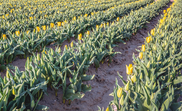 Yellow-flowering tulips in converging rows in the field of a specialized Dutch flower bulb grower. The photo was taken on a sunny day in the spring season.