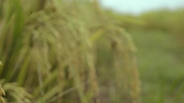 Closeup of golden rice grains swaying gently in a lush green paddy field under a bright sky.
