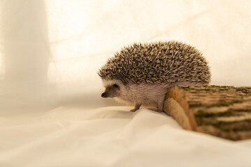 African pygmy hedgehog standing near tree bark on light fabric background. Studio animal macro photography with soft light. Exotic pet and small mammal concept. Design for poster, banner, card, postca © Yevheniia