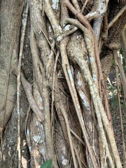 Tree roots texture background