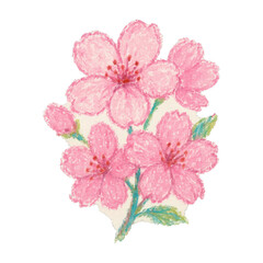 Naklejka premium PNG Delicate pink cherry blossoms illustration.