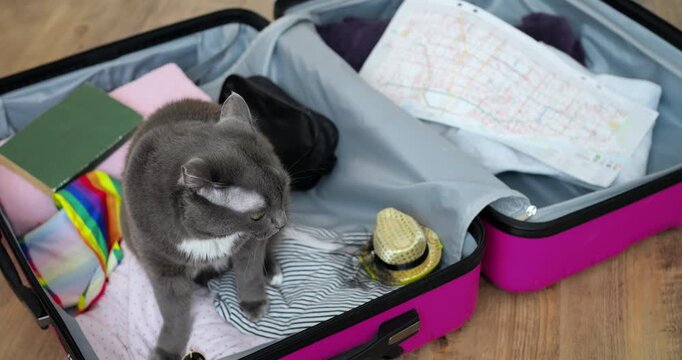 Feline in travel setup. Pet resting among travel items inside. Gray feline curled in suitcase with charming accessories. Gray cat relaxing in suitcase surrounded by travel essentials indoors