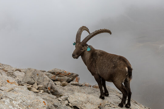 Alpine ibex in natural habitat with a dramatic cloudy sky in the Cerces massif, French Alps