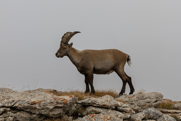 Fototapeta premium Alpine ibex in natural habitat with a dramatic cloudy sky in the Cerces massif, French Alps