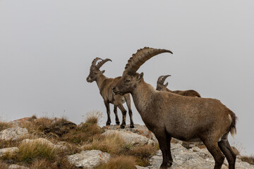 Obraz premium Alpine ibex in natural habitat standing on rugged alpine terrain under a dramatic cloudy sky in the Cerces massif, French Alps