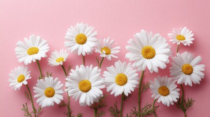 Fototapeta premium Spring's subtle symphony: chamomile in blush harmony. Studio shot. Floral harmony with a touch of green on a blush canvas. Clean layout. Clear focus.