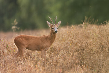 Roe deer male ( Capreolus capreolus )