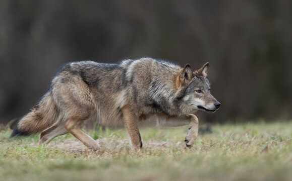 Grey wolf ( Canis lupus ) close up