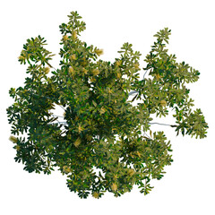 Fototapeta premium Banksia Integrifolia tree plan, top view, cutout, transparent background, isolate, Dense green foliage, detailed texture, rich color, natural elements, background, vibrant, botanical