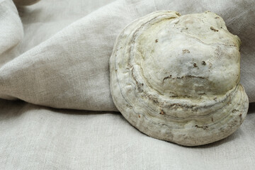 Obraz premium Natural color palette of raw linen fabric and a tinder fungus. Unbleached textile. Breathable, with antibacterial and antifungal properties. Authentic colors of nature. Textile mood board. Copy space.