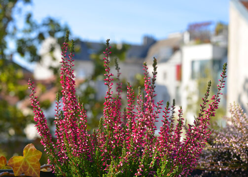 Beautiful calluna vulgaris plants at a balcony