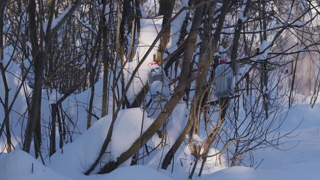 Snowy winter forest with homemade bird feeders placed among thin tree branches. Bright daylight falls on deep snow and quiet woodland, creating a calm natural feeding scene. High quality 4k footage