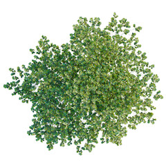 Naklejka premium Platanus acerifolia tree plan, top view, cutout, transparent background, isolate, Detailed Lush Green Tree Branch with Leaves, Nature Background, Close-up View